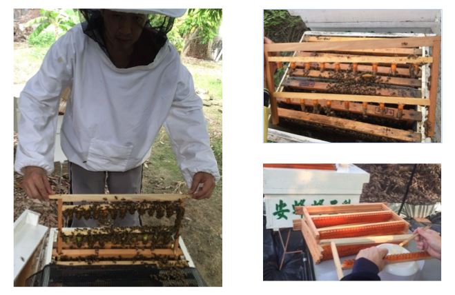 蜂王育種改良是提升蜂王乳品質的基礎 安蜂養蜂場