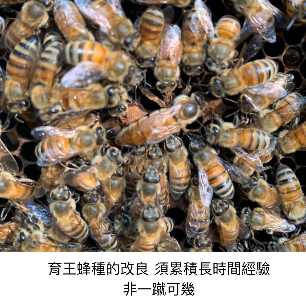 蜂王乳必須懂的挑選守則 安蜂養蜂場
