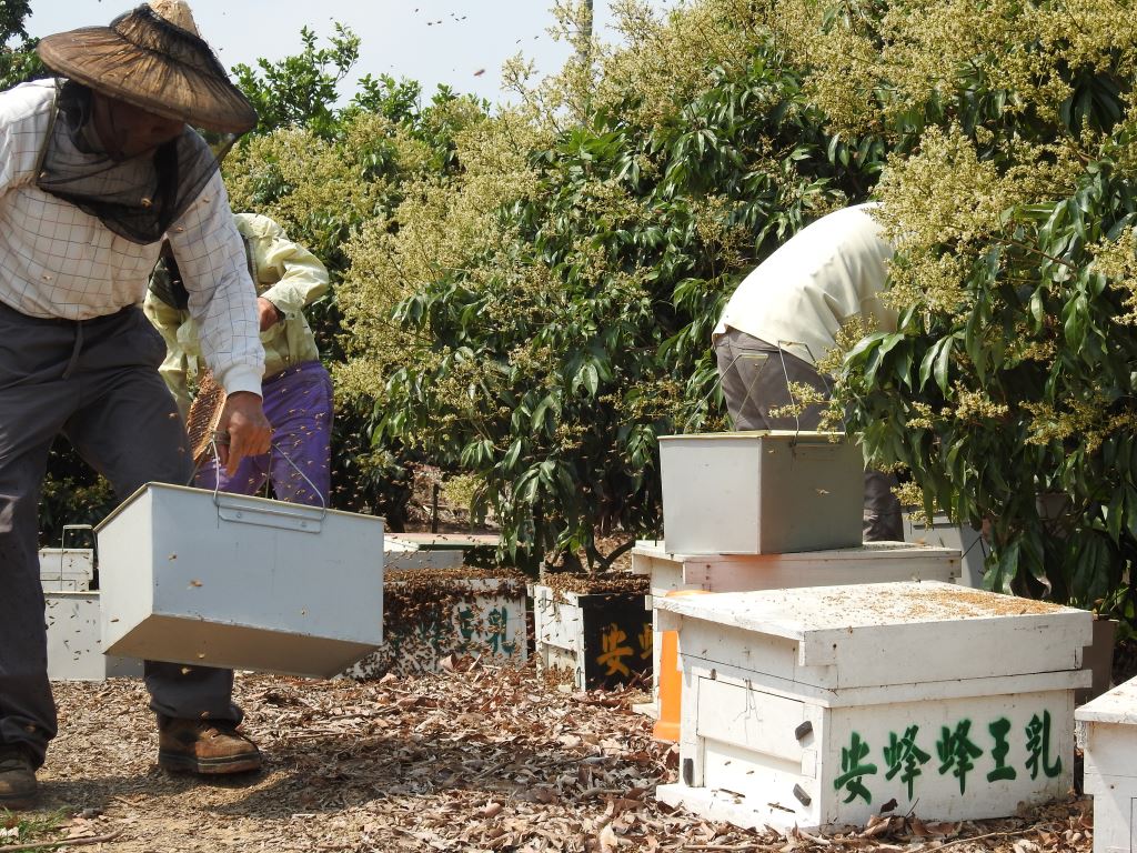 安蜂養蜂場-玉荷包荔枝蜜