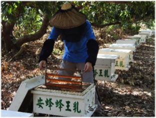蜂王乳的採收流程 2人工王台置入蜂箱 安蜂養蜂場