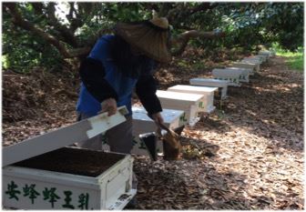 蜂王乳的採收流程 3工蜂分泌生鮮蜂王乳 安蜂養蜂場