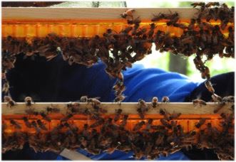 蜂王乳的採收流程 4取出人工王台 安蜂養蜂場