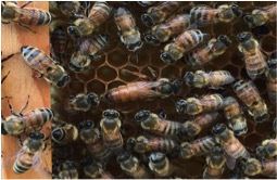蜂王/女王蜂 安蜂養蜂場